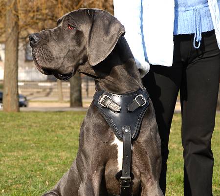Agitation Training Leather Dog Harness for Large Dogs