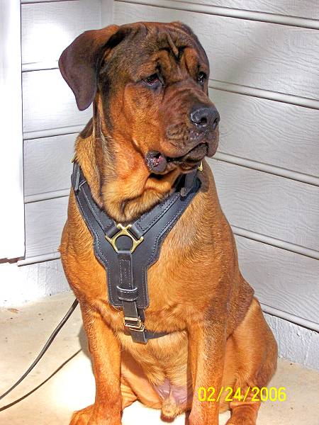 Gorgeous Lucky wearing our Exclusive Luxury Handcrafted Padded Leather Dog Harness