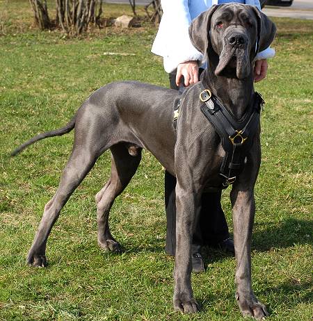 Great Dane Leather Dog Harness with handle