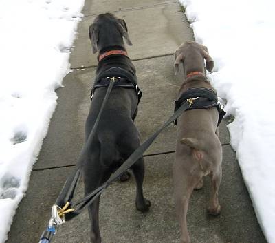 Handsome *Diezel with our All Weather Extra Strong Nylon Harness on