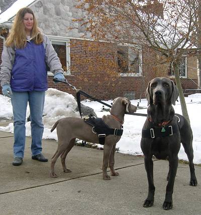 Service Dog Felicia wearing our All Weather Extra Strong Nylon Harness