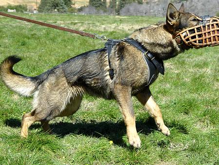 Sergeant Major *Limp wearing our Leather basket dog muzzle - proud owner Travis Brewer