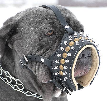 Royal Spiked Leather Pitbull  Muzzle with Soft Nappa Padding