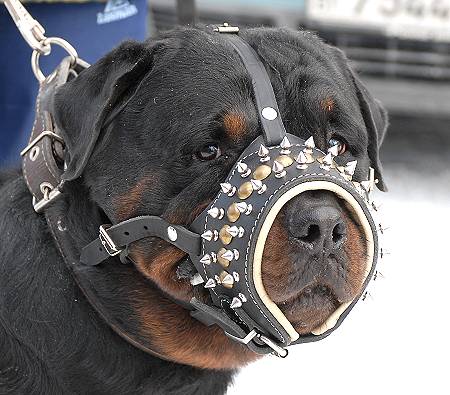 Royal Spiked Leather Pitbull  Muzzle with Soft Nappa Padding