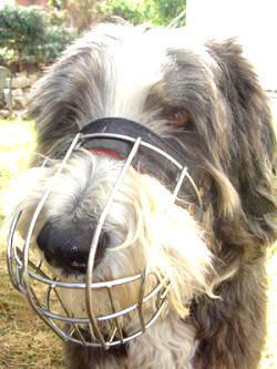 dog muzzle